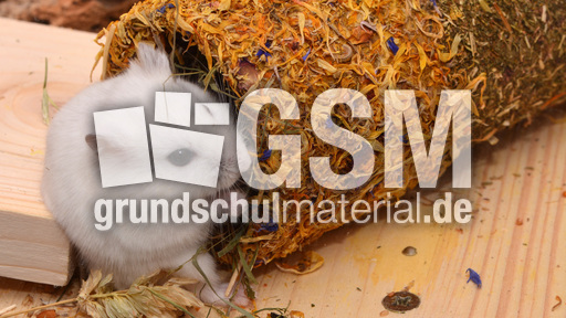 Dschungarischer Zwerghamster (20).jpg